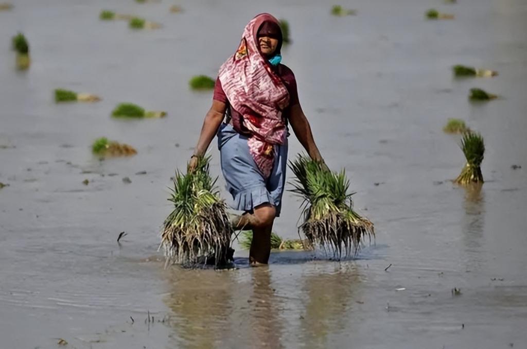 开始了，中国禁止化肥出口，先保国内粮食。而现在最担心出现粮荒的国家是谁呢？是印度