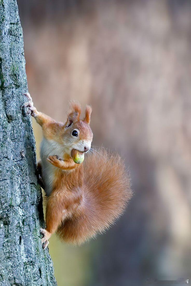 呆萌动物动物奇趣动物奇遇记红松鼠：秋风里的“坚果银行柜员”，把森林种在尾巴上的精