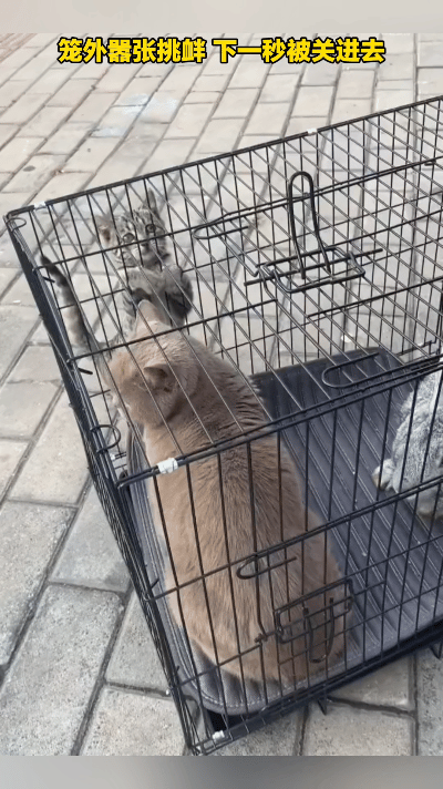 小猫在笼子外面嚣张挑衅笼里的大猫，等主人把它关进笼子，立马秒变老实，眼神瞬间变得