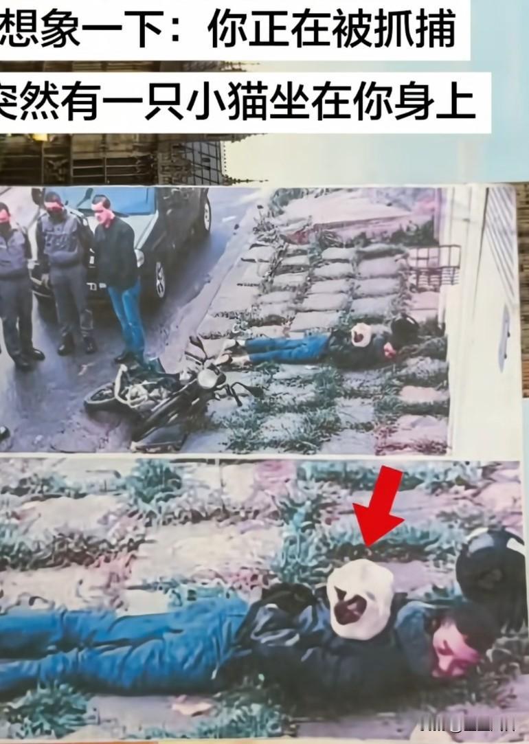 想象一下：你正在被抓捕，突然有一只小猫坐在你身上，会是怎样一种心情天太冷，路过