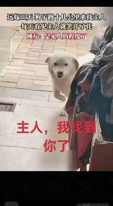 刷到这个视频，心里头有种说不清的滋味。女子远嫁，新家离娘家十几公里路，出嫁时狗子