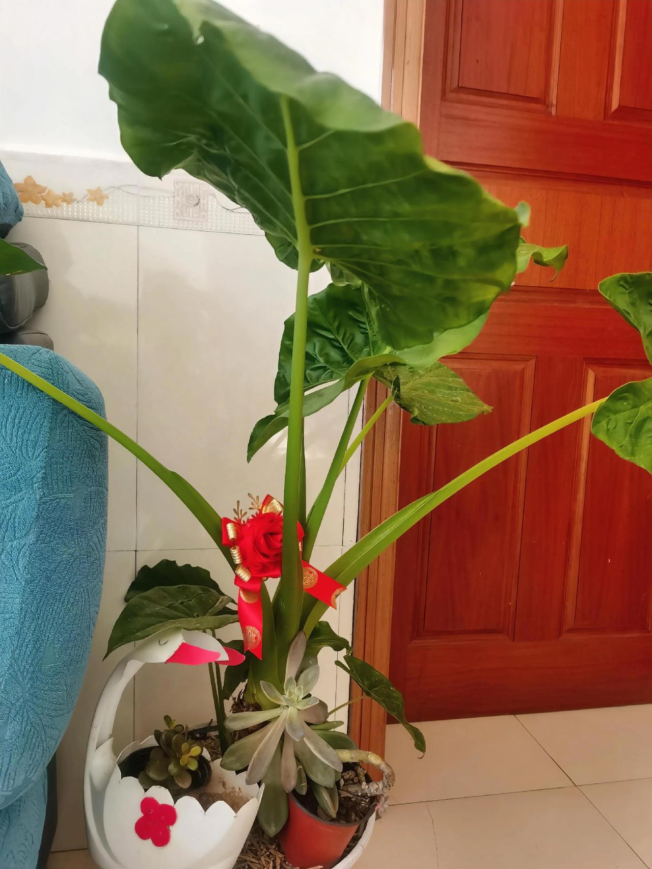 门边的绿与红木门的棕红漫着暖光，把滴水观音的叶片衬得更像浸了油的绿绸。