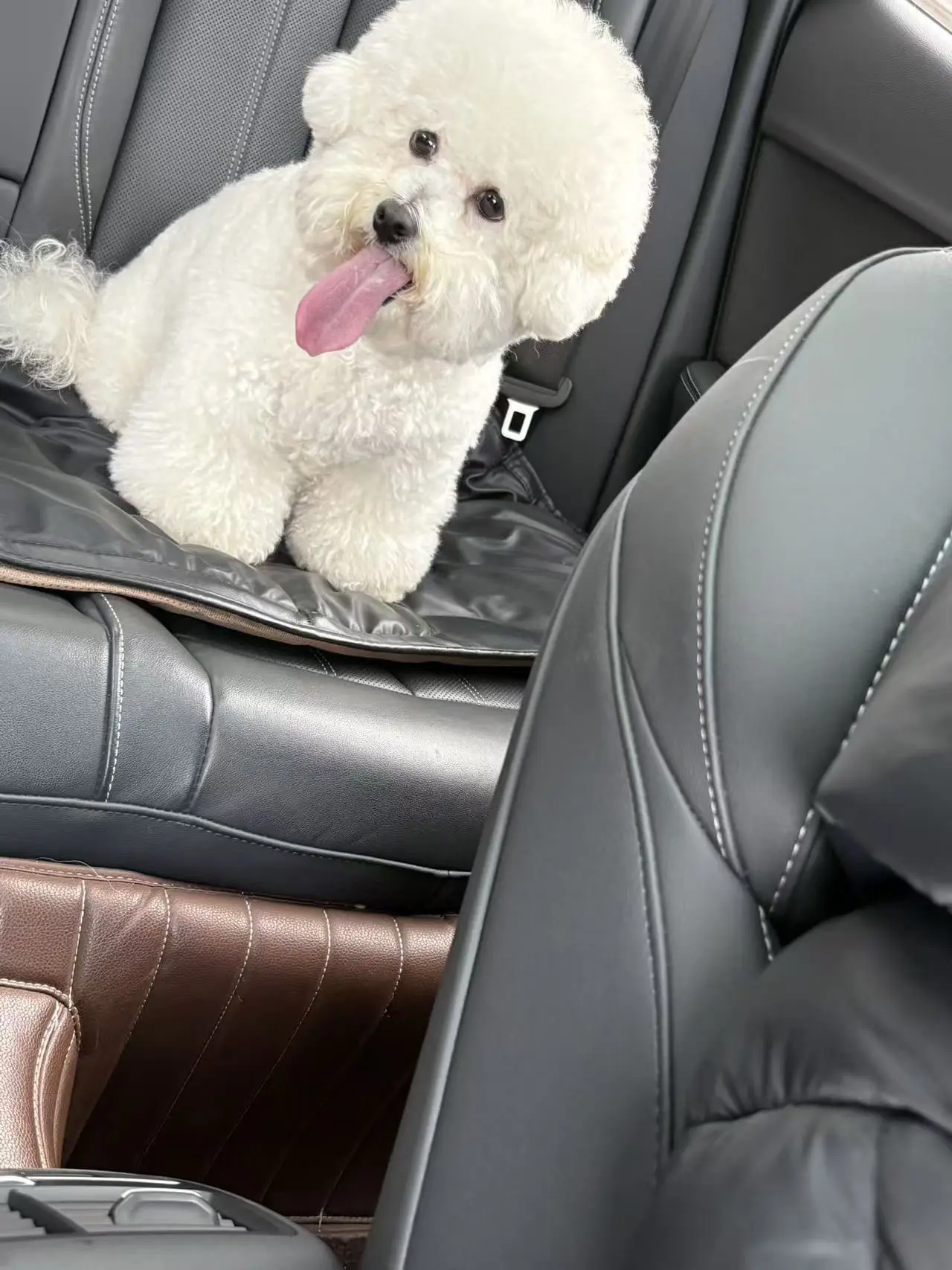 寻狗启示 15号中午2点左右 一只白色比熊犬在陶环路石油公司坝子走失 ...