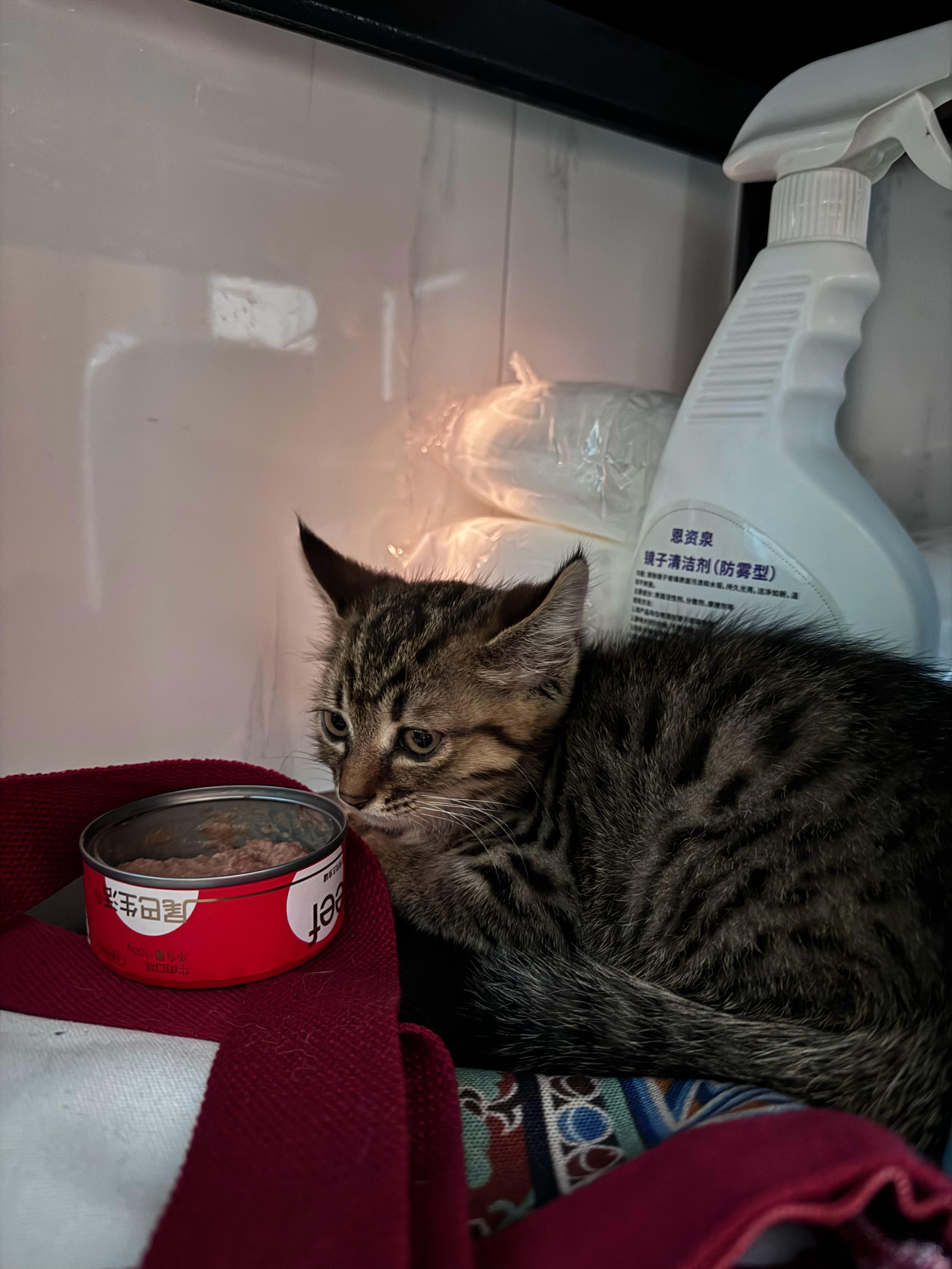 【上海求领养】猫咪：梨花年龄：2个月左右性格：刚开始会比较胆小一点，但是整体是粘