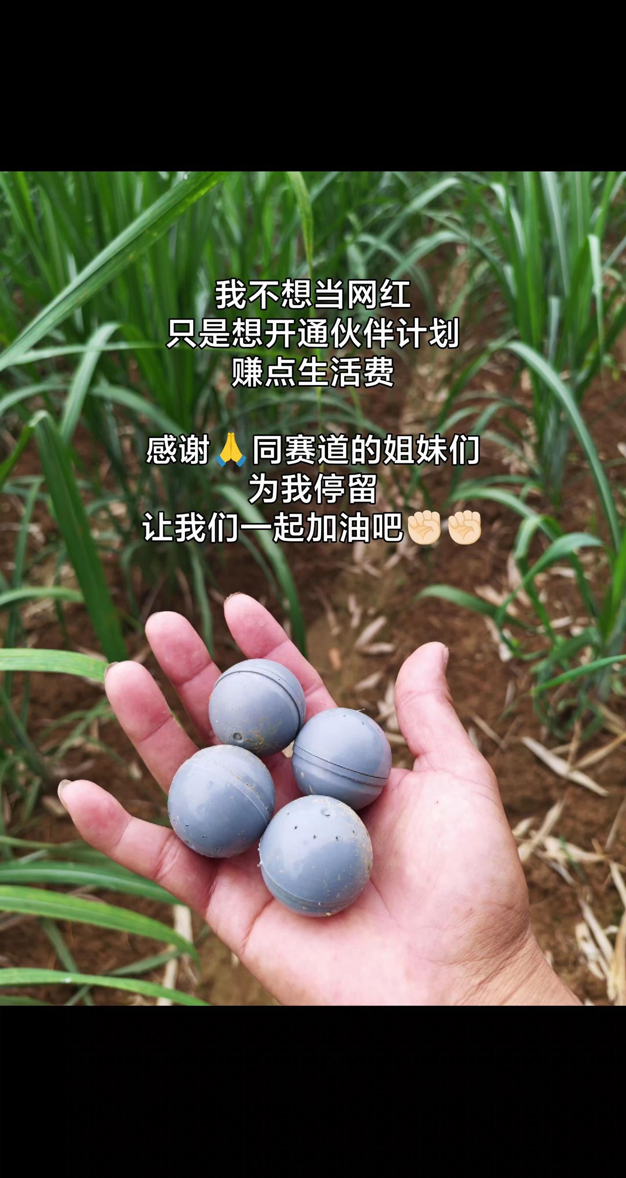如何种出高质水果果树种植的秘密水果的生长过程原生态水果种植
