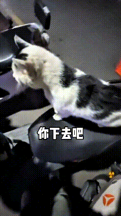 看到这个视频，瞅瞅这只赖皮小猫咪，大半夜直接蹲人电动车座上不肯走！帅哥让它下去，