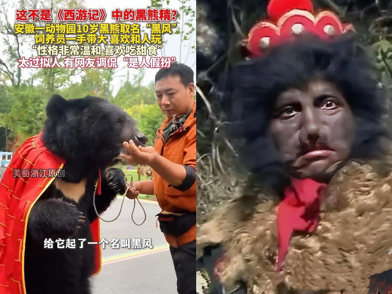 这是黑熊版的“袈裟风云”吗？最近安徽宣城皖南野生动物园的黑熊“黑风”可火啦，因
