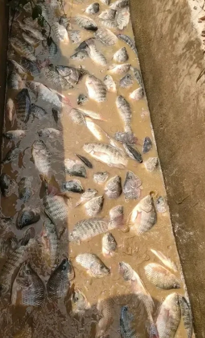 这种鱼在南方都泛滥成灾了，在北方居然卖得老贵。[开怀大笑][开怀大笑][开怀大笑