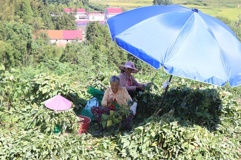 江西莲花: 毛豆喜丰收