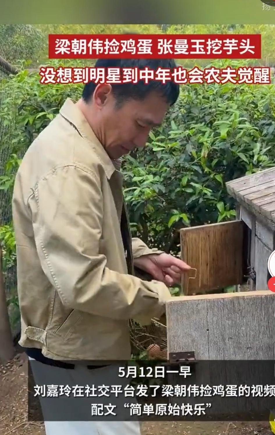 梁朝伟捡鸡蛋的视频火了，张曼玉挖芋头的视频也火了。张曼玉自称做了七年“城市农