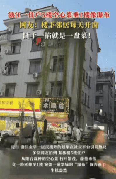 浙江金华有栋楼火了！5楼业主种的空心菜，居然从阳台垂到1楼，非但没引发邻里矛盾，