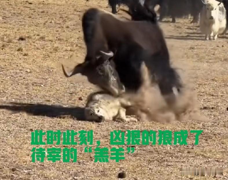 从狼看到牦牛冲过来立马撞死说起看到有网友近日在西藏近距离拍摄的一段视频，令