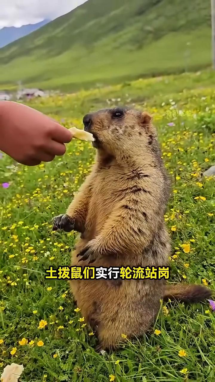 当你给土拨鼠面包时，它却像定住了一样，即使把面包放它头上，它也纹丝不动。原来土拨