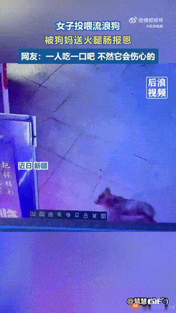 新疆一名女子曾多次投喂流浪小狗和狗妈妈，谁料狗妈妈一直记在心里，有天在别的地方获