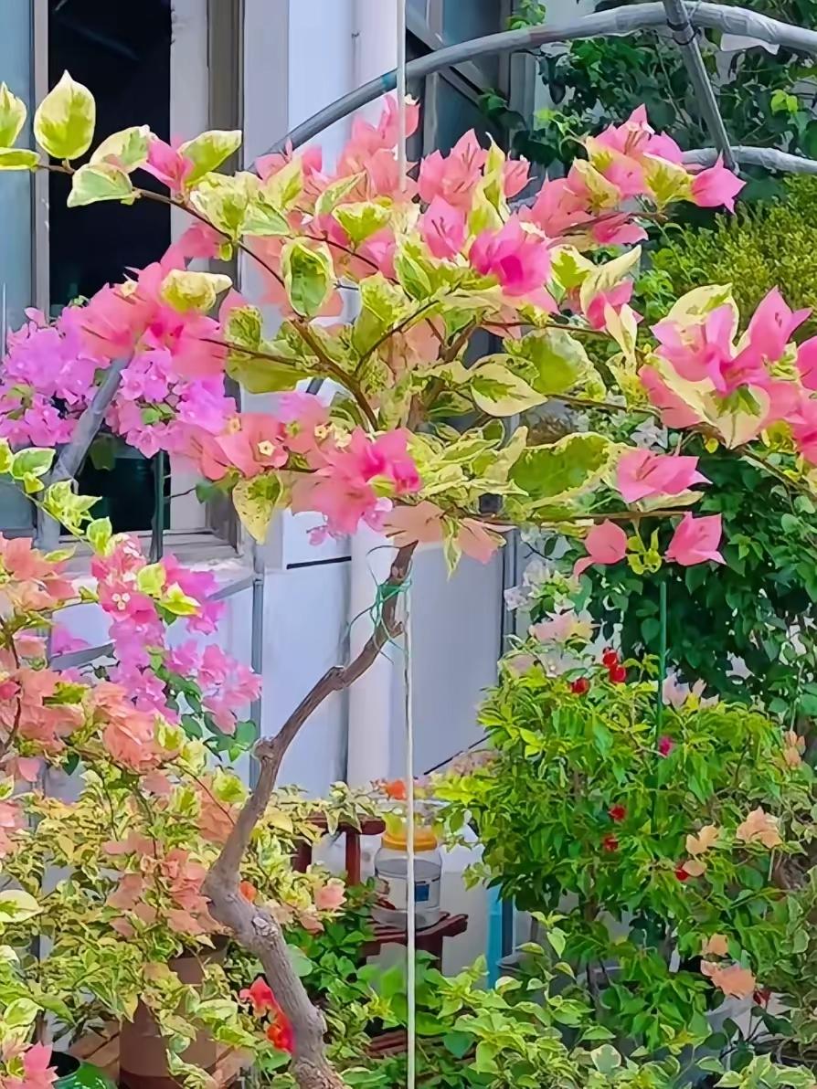 真搞不懂我这个老姐妹！58岁就退休了，月退休金5500块，退下来快三年了，可她