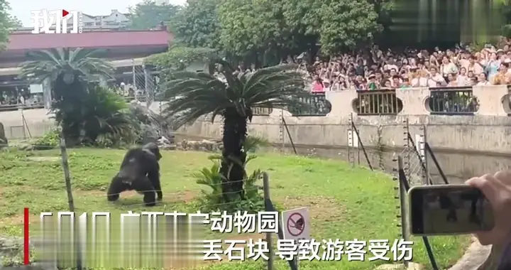 动物园网红猩猩扔石头砸伤游客