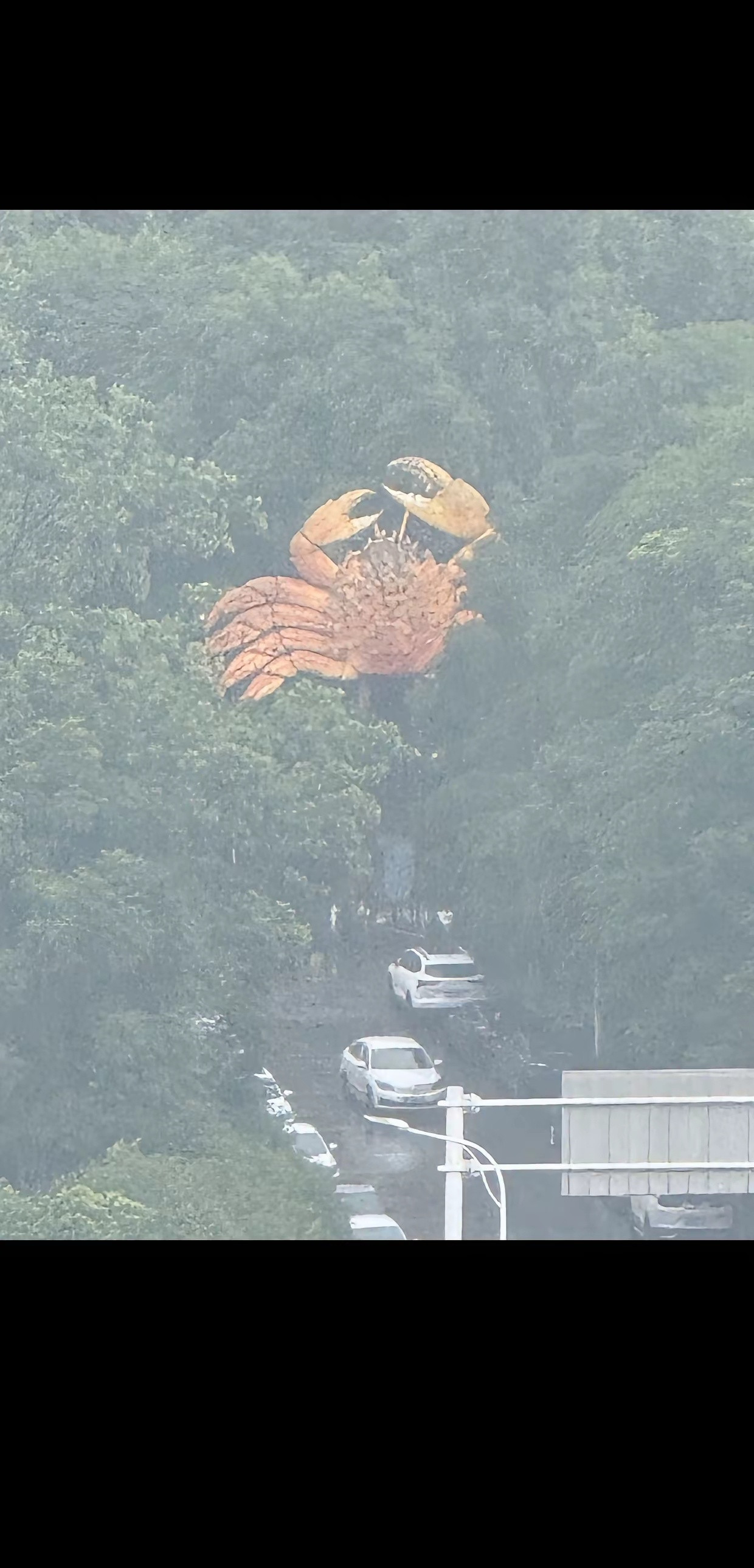 武汉大雨，“下”出个大螃蟹？琴台江汉桥下，竟出现一只个头不小的螃蟹，这是咋回事呢