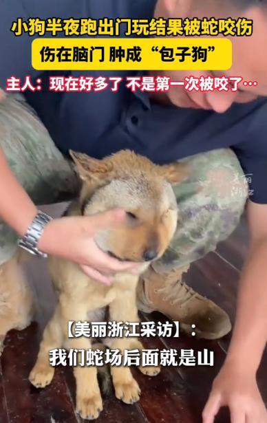 “笑塌了！”近日，湖南一男子刚睡醒就听到自家小狗狂吠，出门一看，发现狗狗脸肿的跟