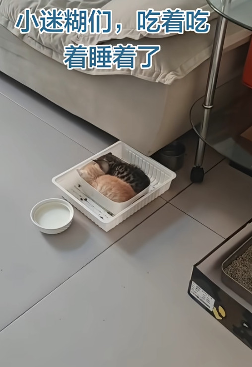 原味吐司和巧克力味吐司。动物奇遇记