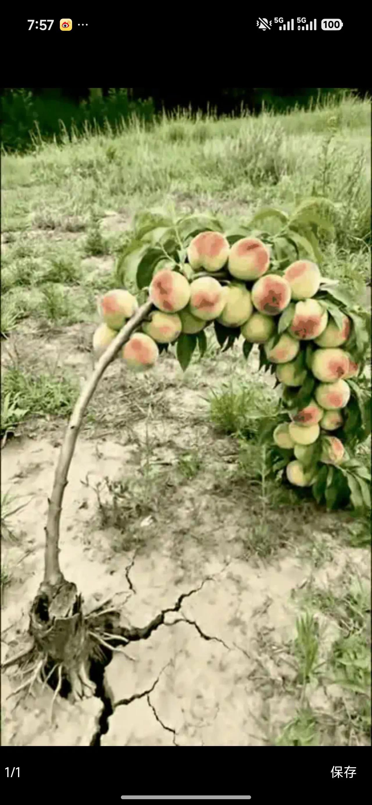 顽强的生命，拼命的活着，山崩地裂，也要一人活着