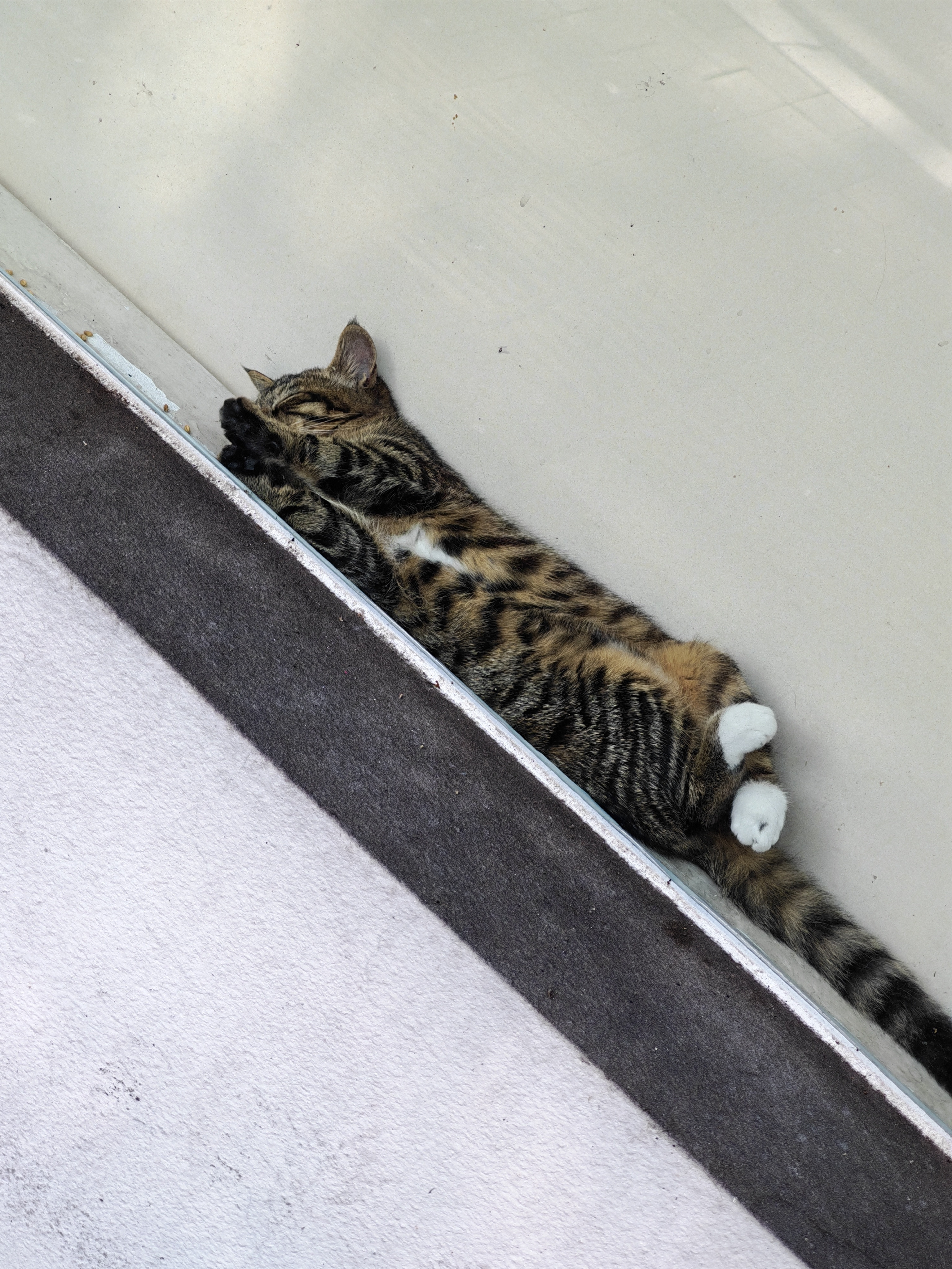 小猫怎么睡成这样！拍的时候又跑来一只