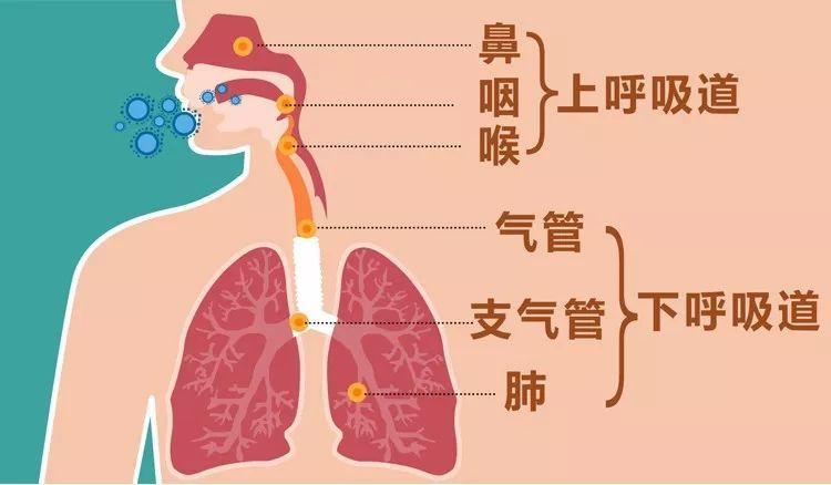 孩子反复咳嗽、流涕、发烧咋办? 根本应对办法在这