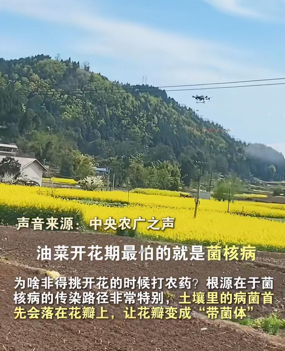 现在看来，凤凰网的报道比较完整一些，详细介绍了油菜花地为什么要打药，该如何打药！