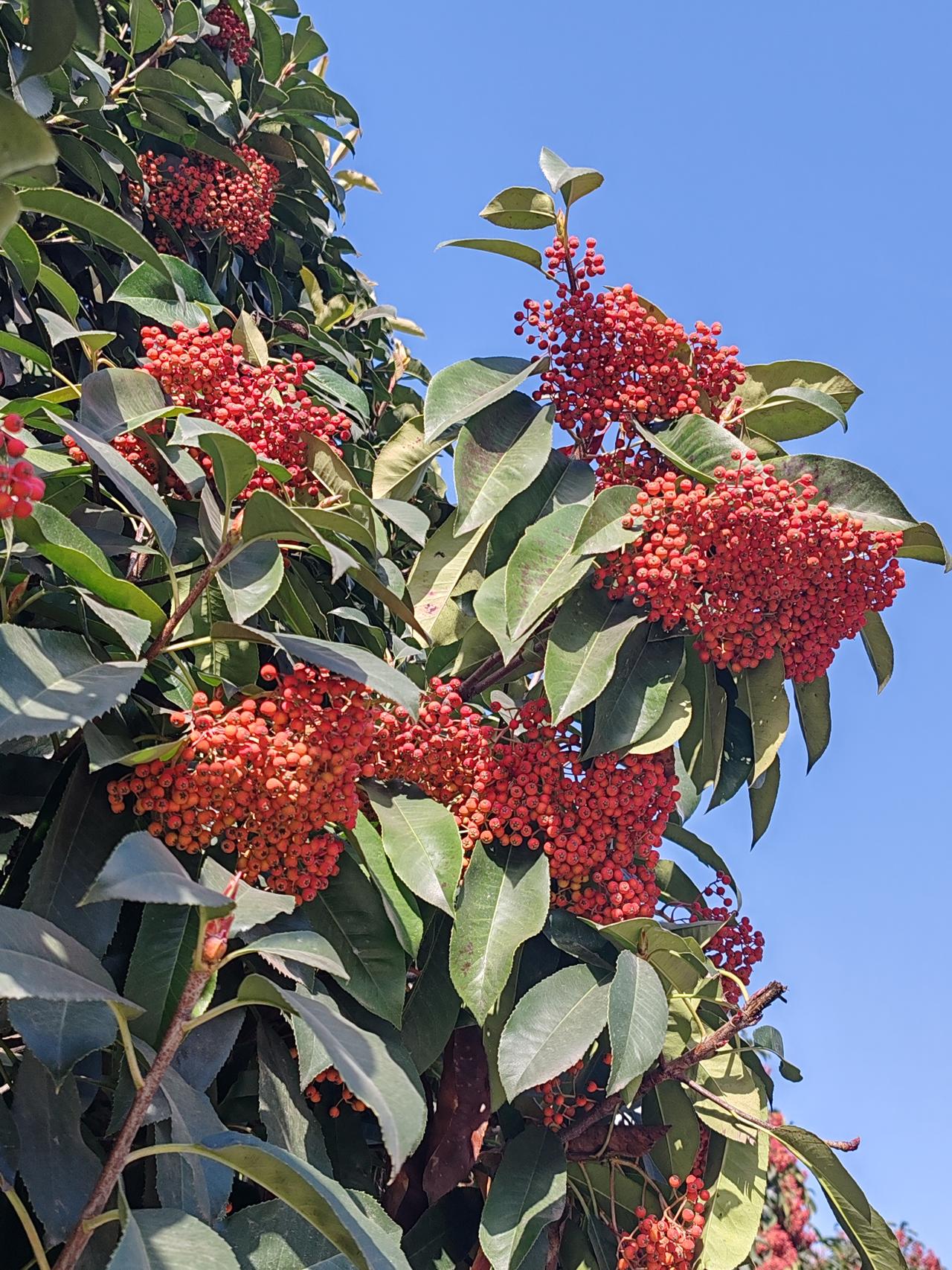 若女方父母愿意将彩礼和嫁妆一同让女儿带走，那么彩礼与嫁妆的所有权便归女儿所有。此