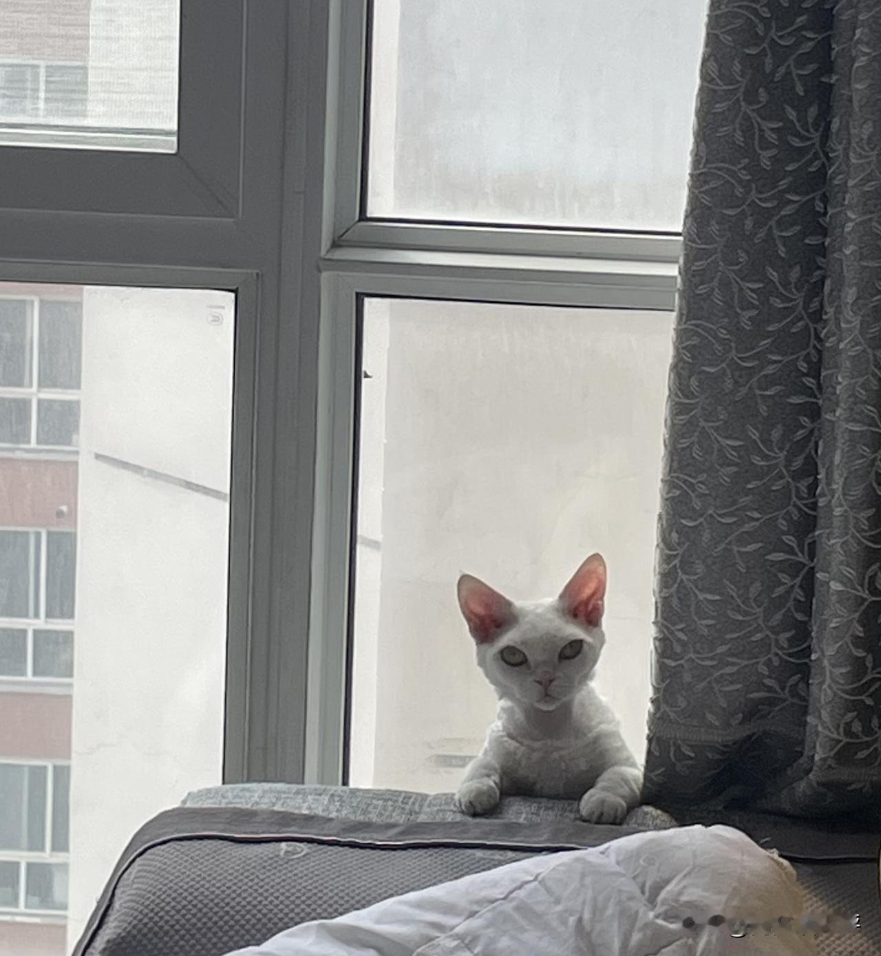 闲适的小猫咪好可爱,你喜欢吗?我家闲适的小猫咪很可爱，当然喜欢啦！你喜欢吗？