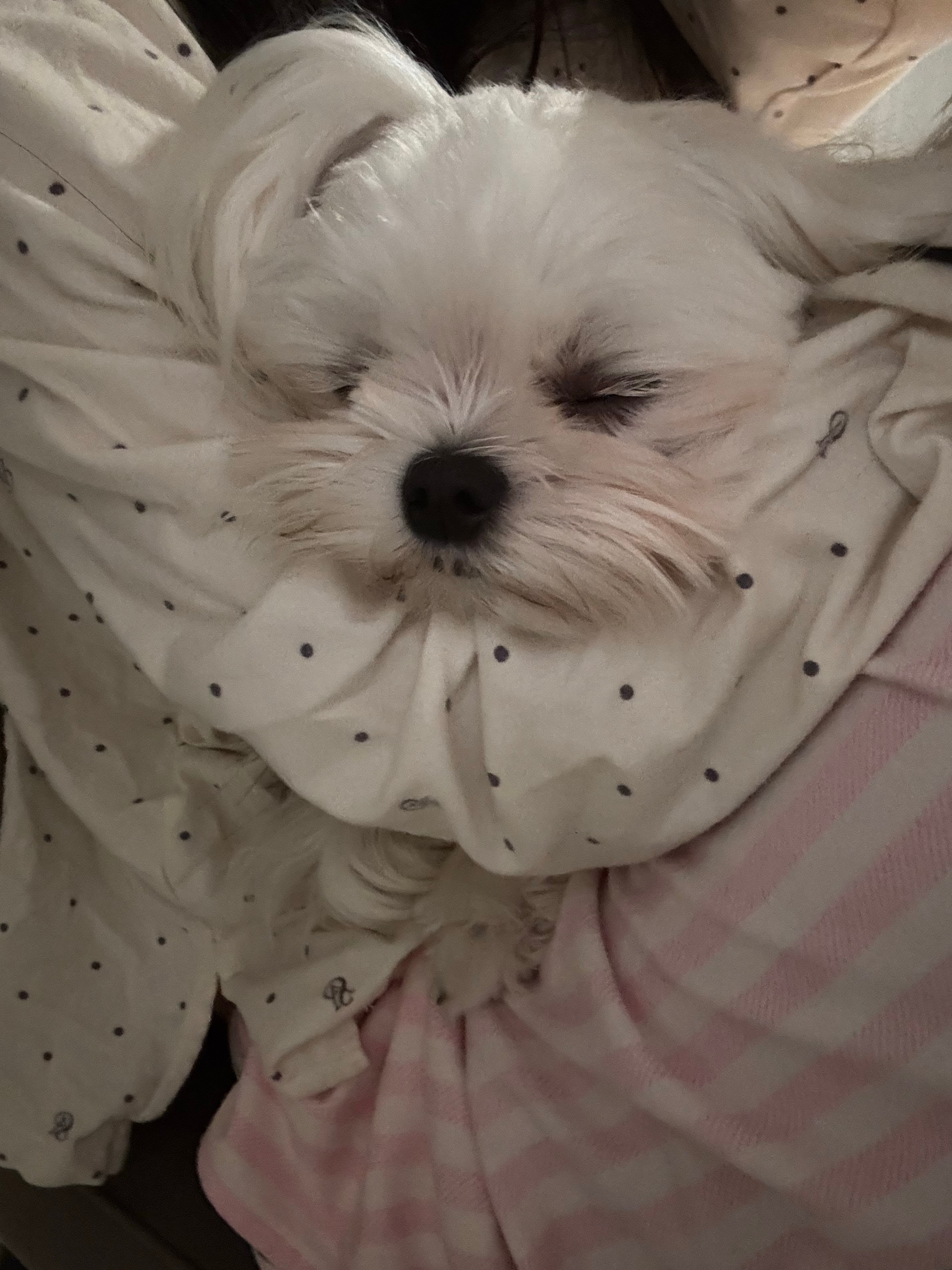 啊啊啊我睡衣上都是他的大米味好好闻！