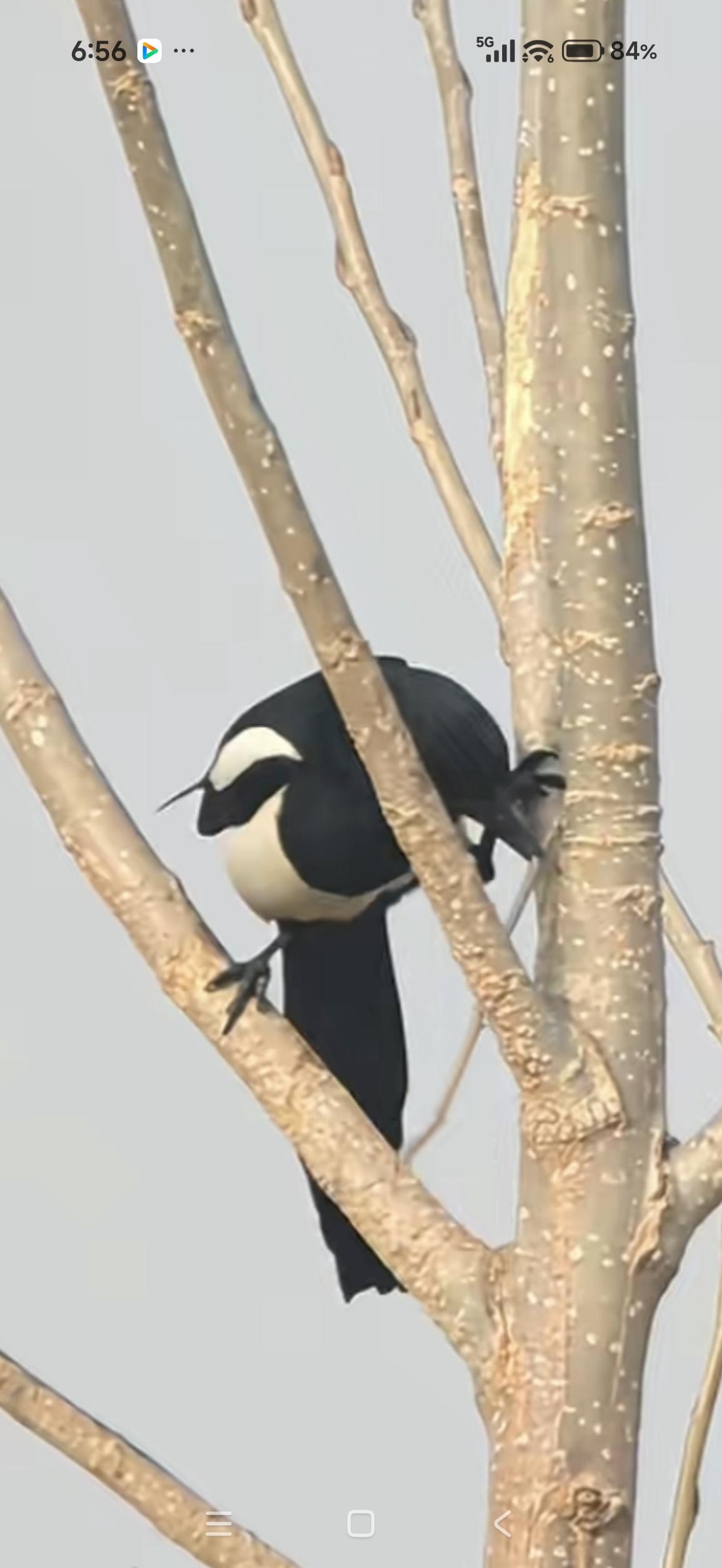 造窝，从第一根树枝开始。人类造房不易，鸟类做窝也不易。