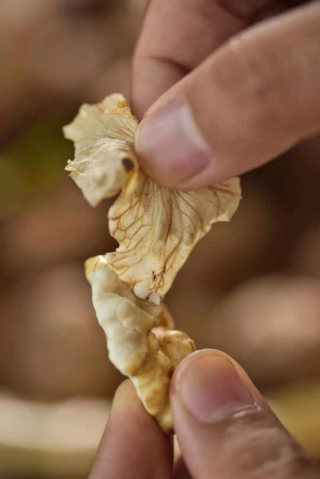 攀枝花老树去青皮鲜核桃（送核桃夹）干核桃365天，天天都有。但新鲜现打现剥的当季