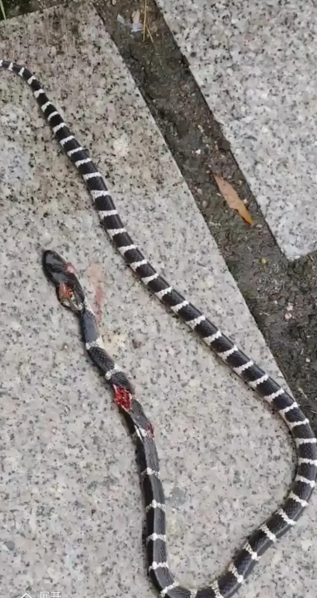 你们见过金环蛇，银环蛇🐍吗？看到昨天一女游客被银环蛇咬了的新闻。评论区很多