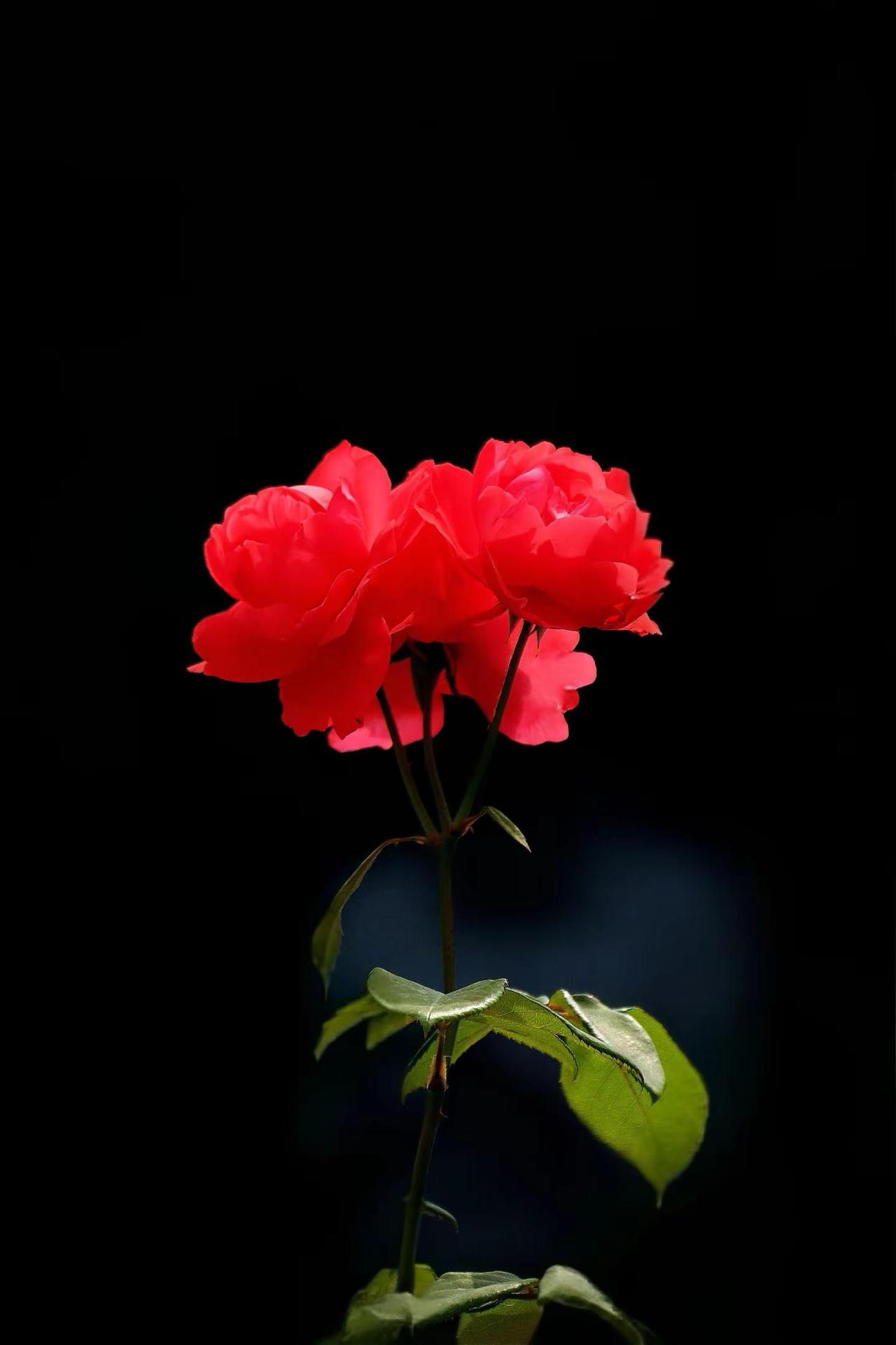 花儿美不美。红色玫瑰月季花之诗意原创花草摄影治愈系月季花