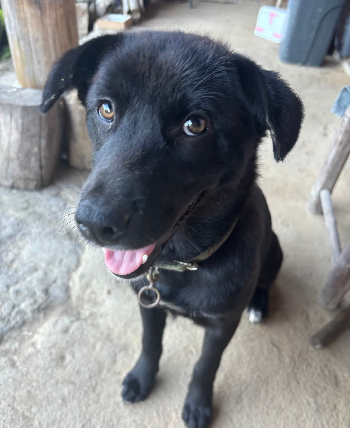 狗不洗头，为什么不油，貌似还很蓬松