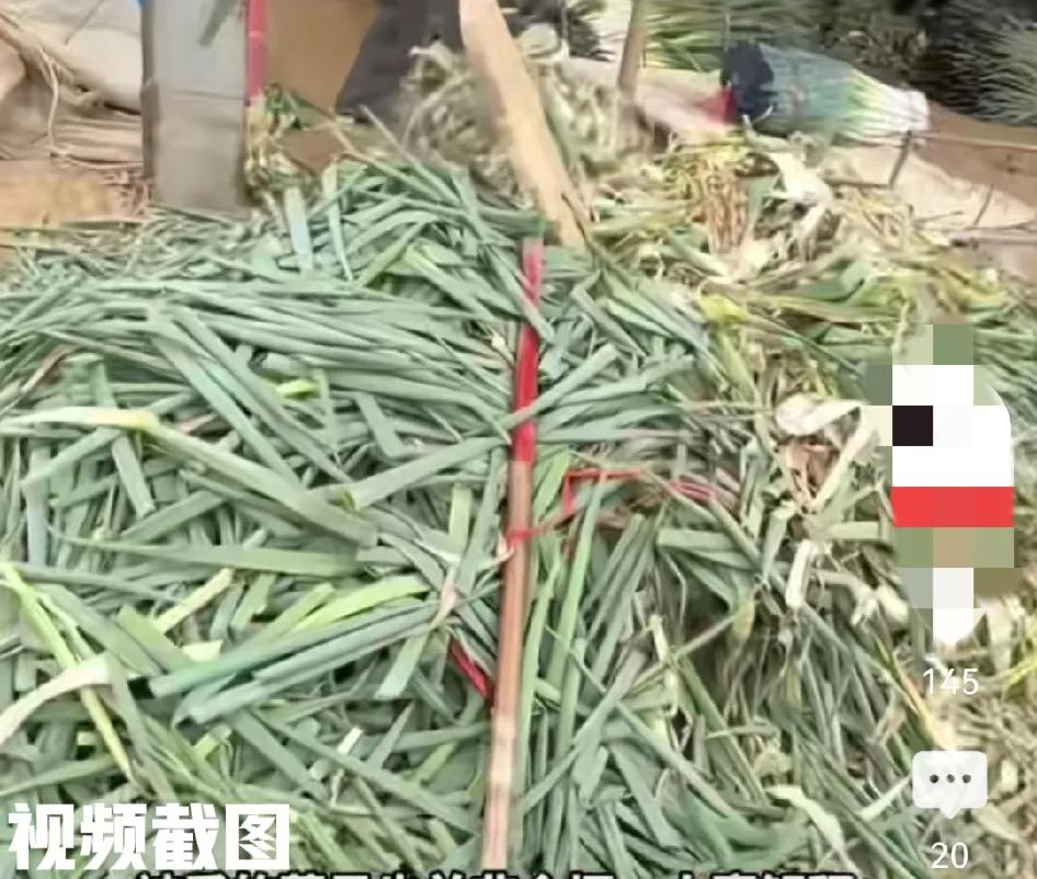 河南最大蔬菜批发市场。有一群人经常到这里来捡菜为生。他们是把在运输与搬运