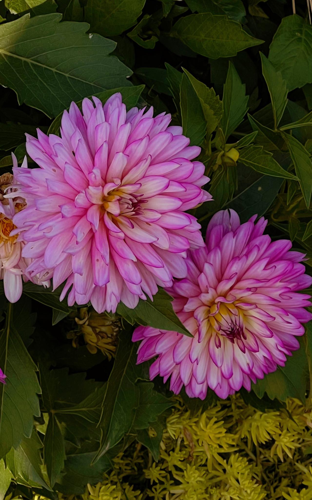 【原创】公园里粉嫩大丽花，靓丽迷人，绽放自然之美！🌸🌸🌸