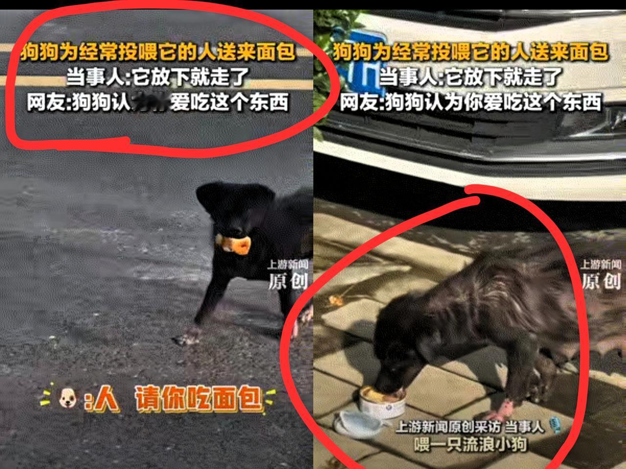 万物皆有灵！河南，女子投喂了一个月的流浪狗，那天晚到了点，以为狗狗是来要吃的，没