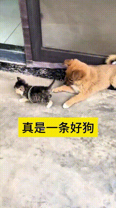 你瞅瞅这小土狗，心细得跟个小大人儿似的！小猫崽脖子上勒个圈儿，它一下就看出来不对