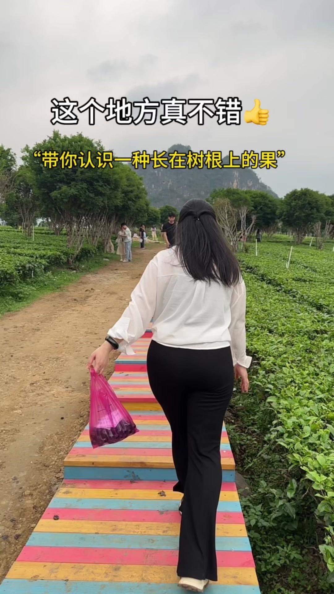 🍇长在树根上的黑珍珠？原来这就是传说中的嘉宝果！第一次见时还以为是葡萄，咬开才