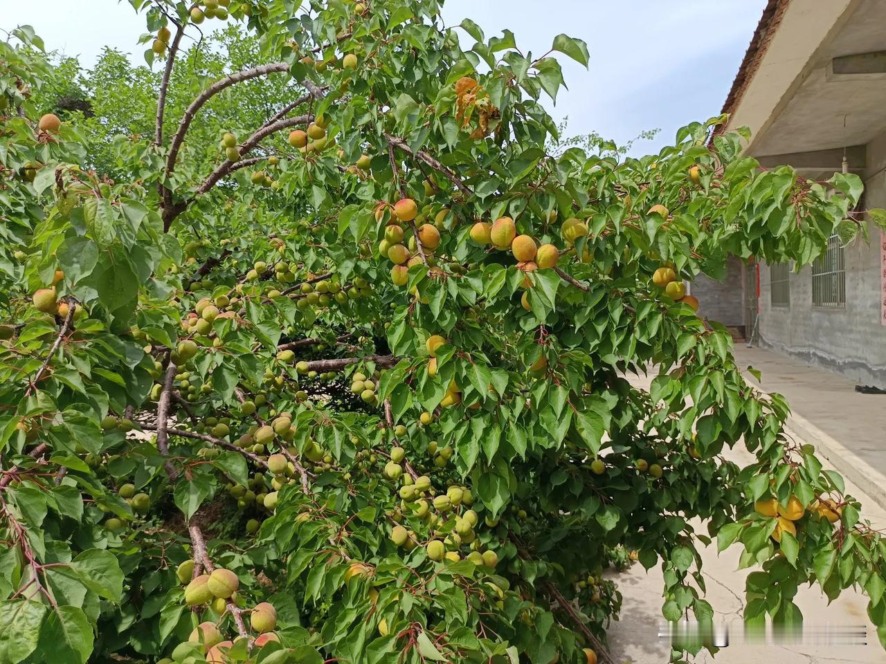 这杏结的真多呀，树都压断了。客户这里的杏马上能吃了，来到客户这里啊，家里有一棵杏