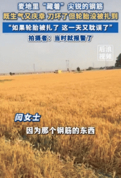 太可恶了！河北，女子开收割机收麦子，不料到中间却看到地里藏有6块崭新的钢筋，万幸