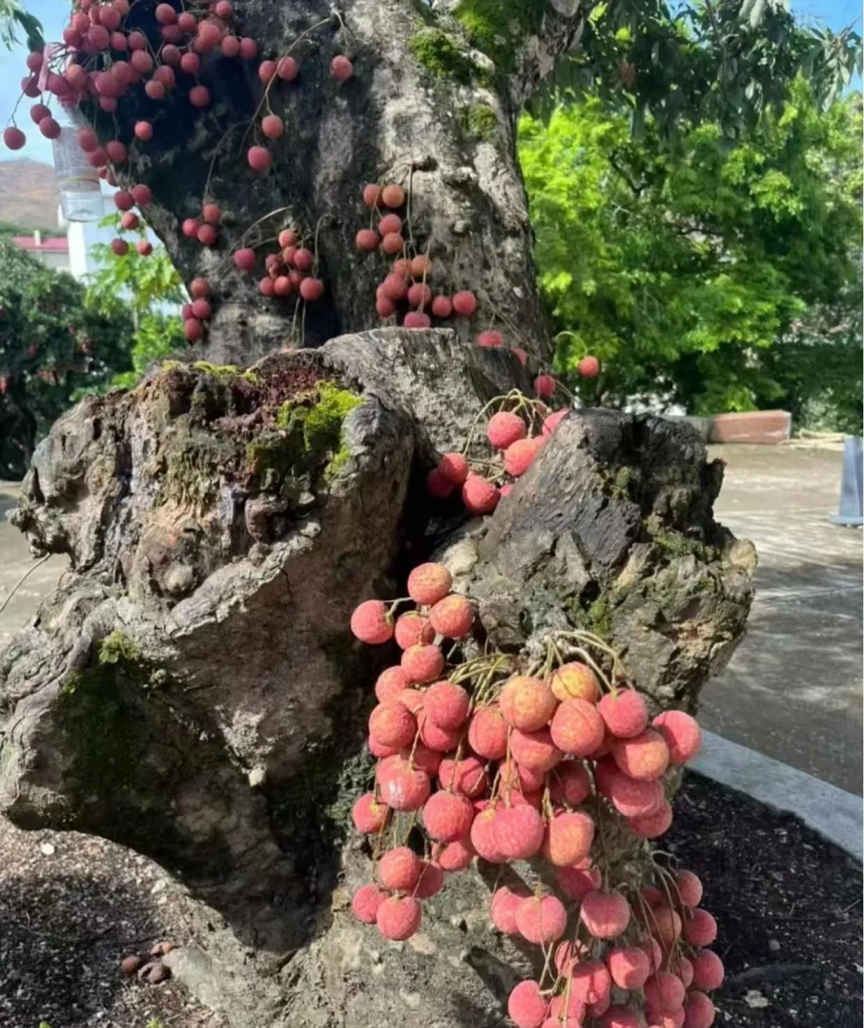 荔枝这样还结果实到底是励志还是欠揍啊？按理说，树干被砍掉了，叶子也没有了，还在结