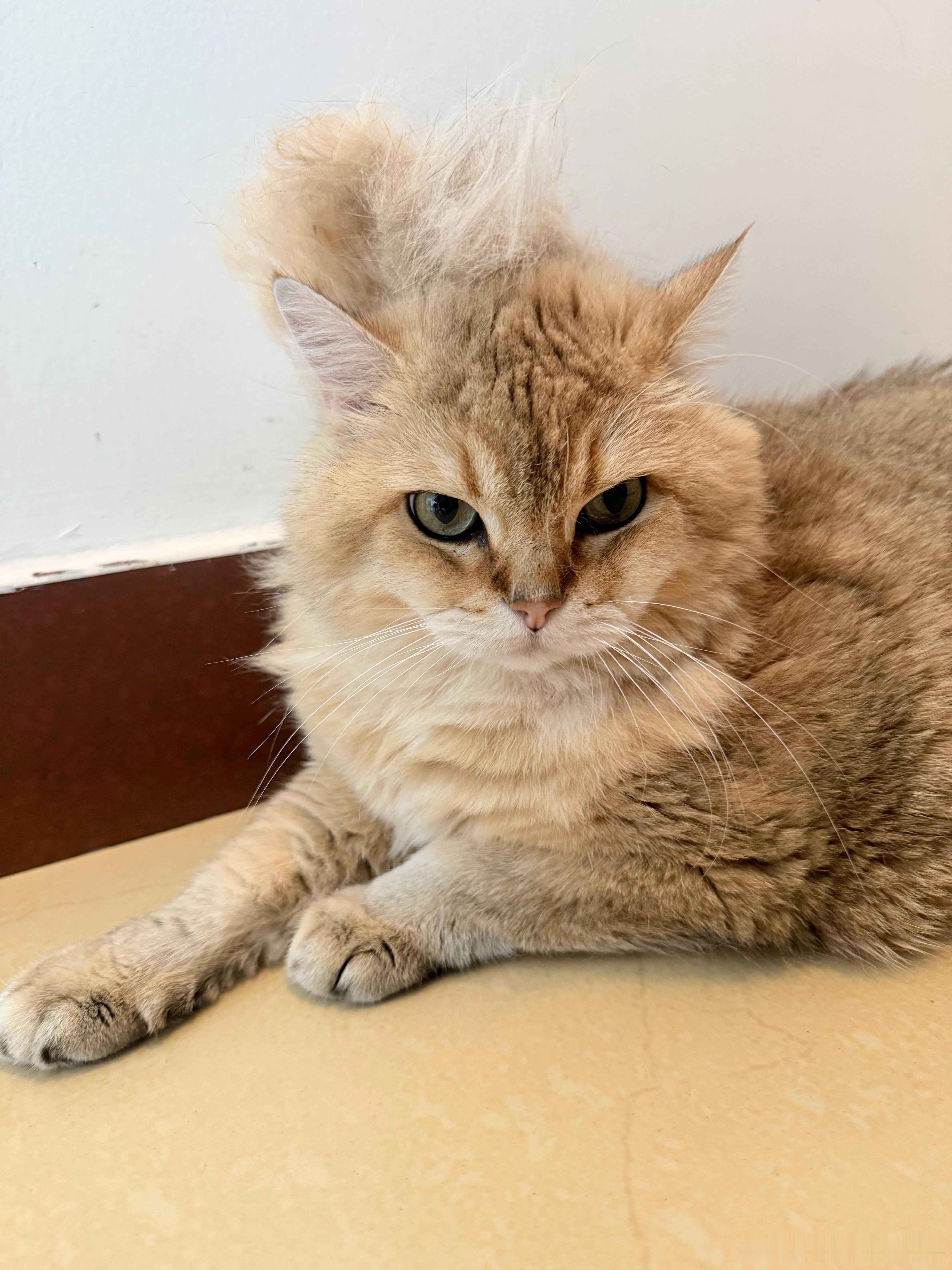 夏天英短掉毛真是太残暴了萌宠猫咪