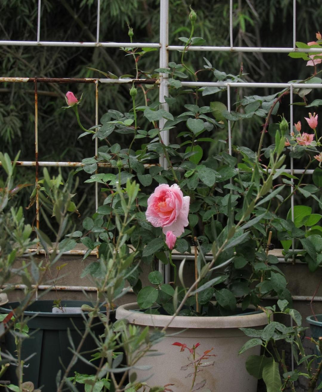 生大女儿时妈妈给了2千，婆婆没一分钱却日夜守着我坐月子；生二女儿妈妈补到5千，婆