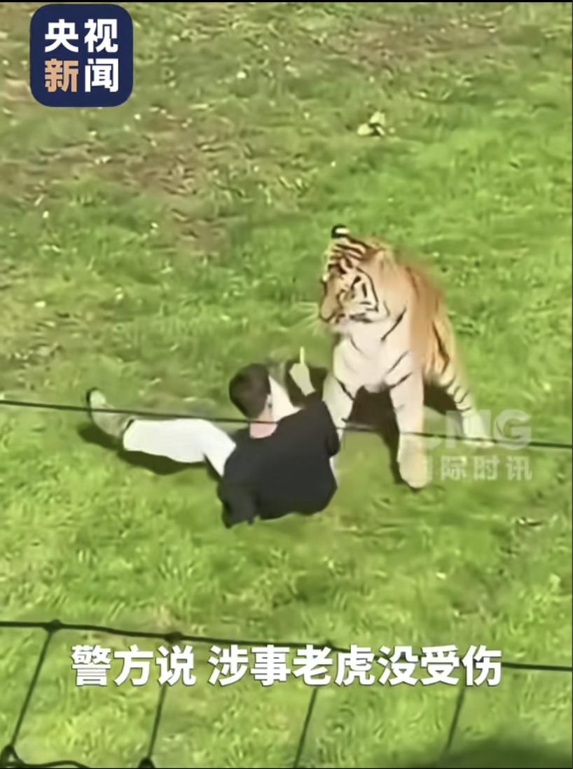 心真大，敢跟东北虎硬杠，用手指老虎，以为这样就可以让老虎退下，咋想的，真有这么简