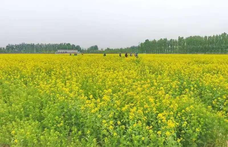天净沙·田野菜花香三月田垄新装，菜花铺就金黄。风暖蜂蝶舞畅。游人欢唱，