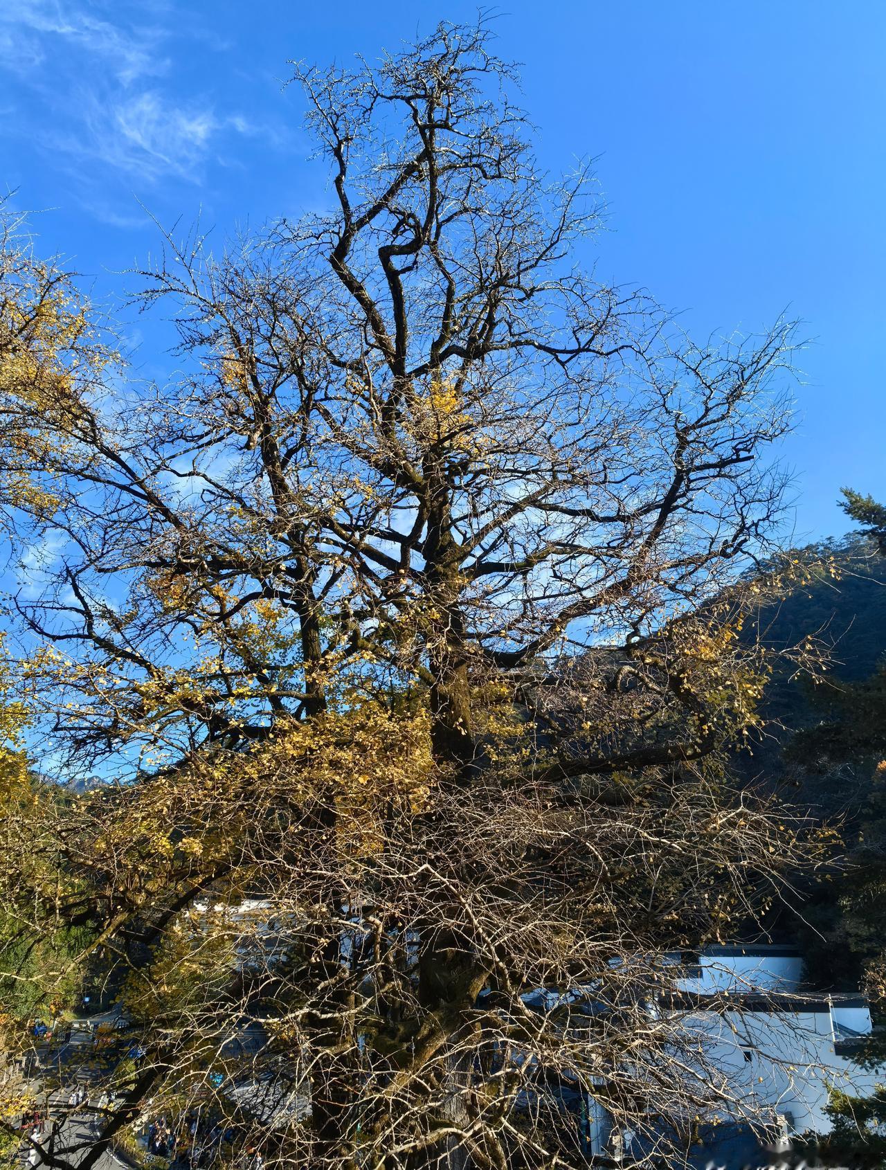 悠闲爬完黄山，悠闲开车回亳，已是凌晨。
