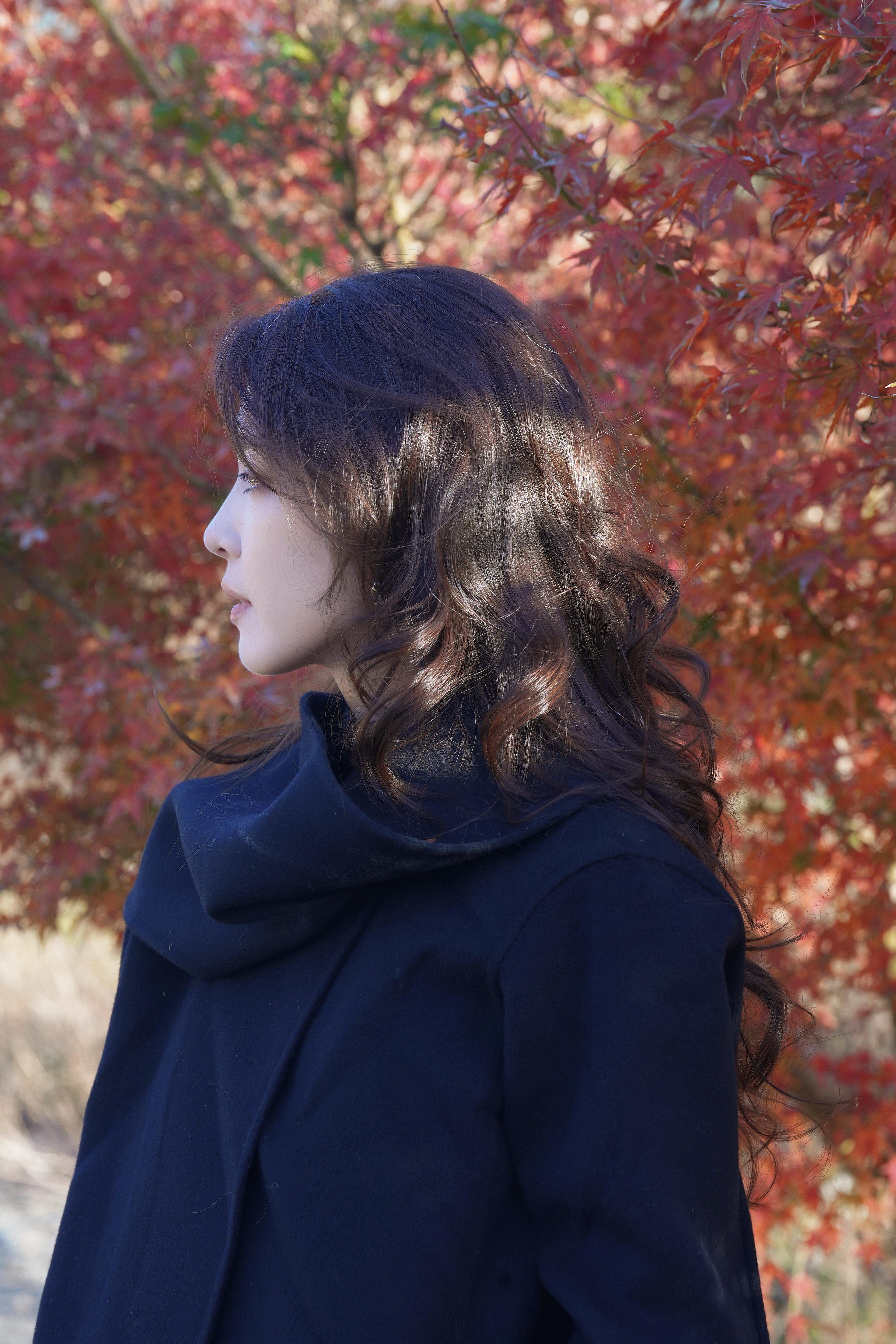 李云霄📸「大雪」营业，记录红叶的美丽日常🍁