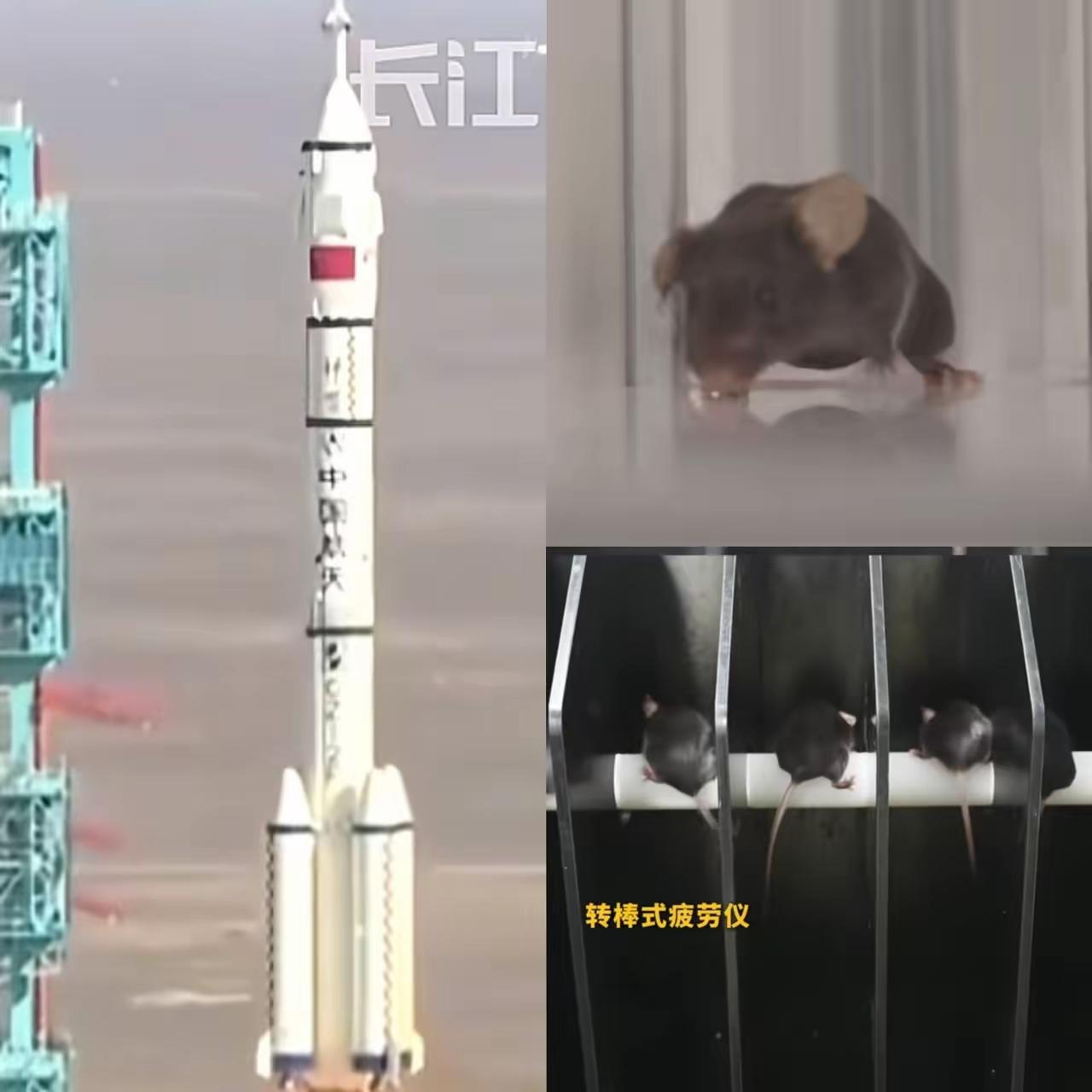 这下出名了，不仅中国，连全世界都知道了，除了三名航天员飞上太空，另外还有四只